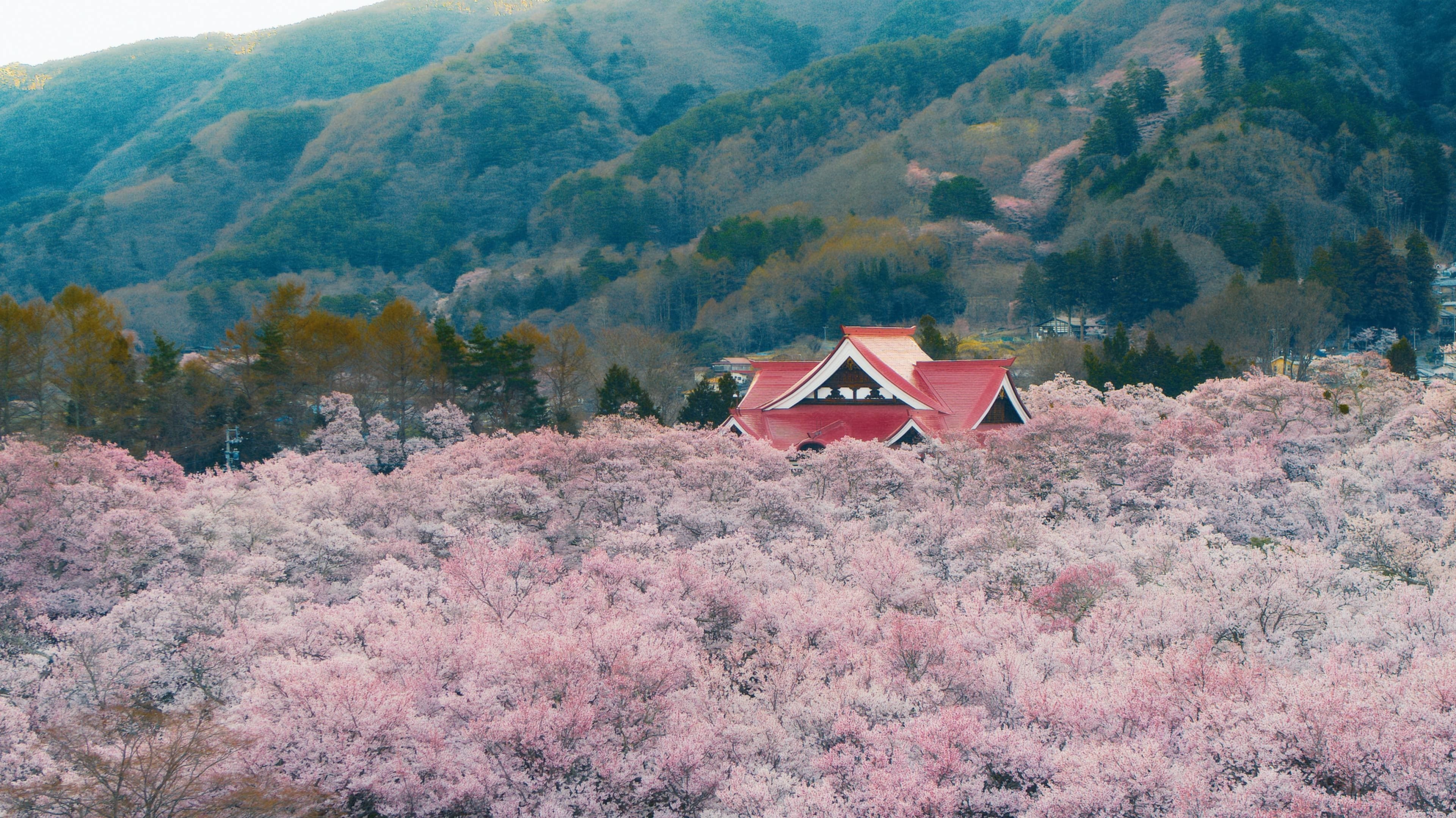 Living Among Trees