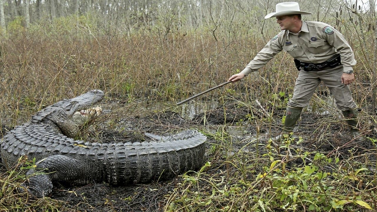 Gator vs Dog