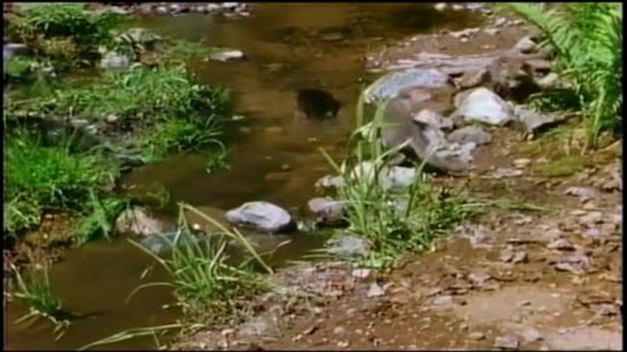 Strange Ways of the Wild