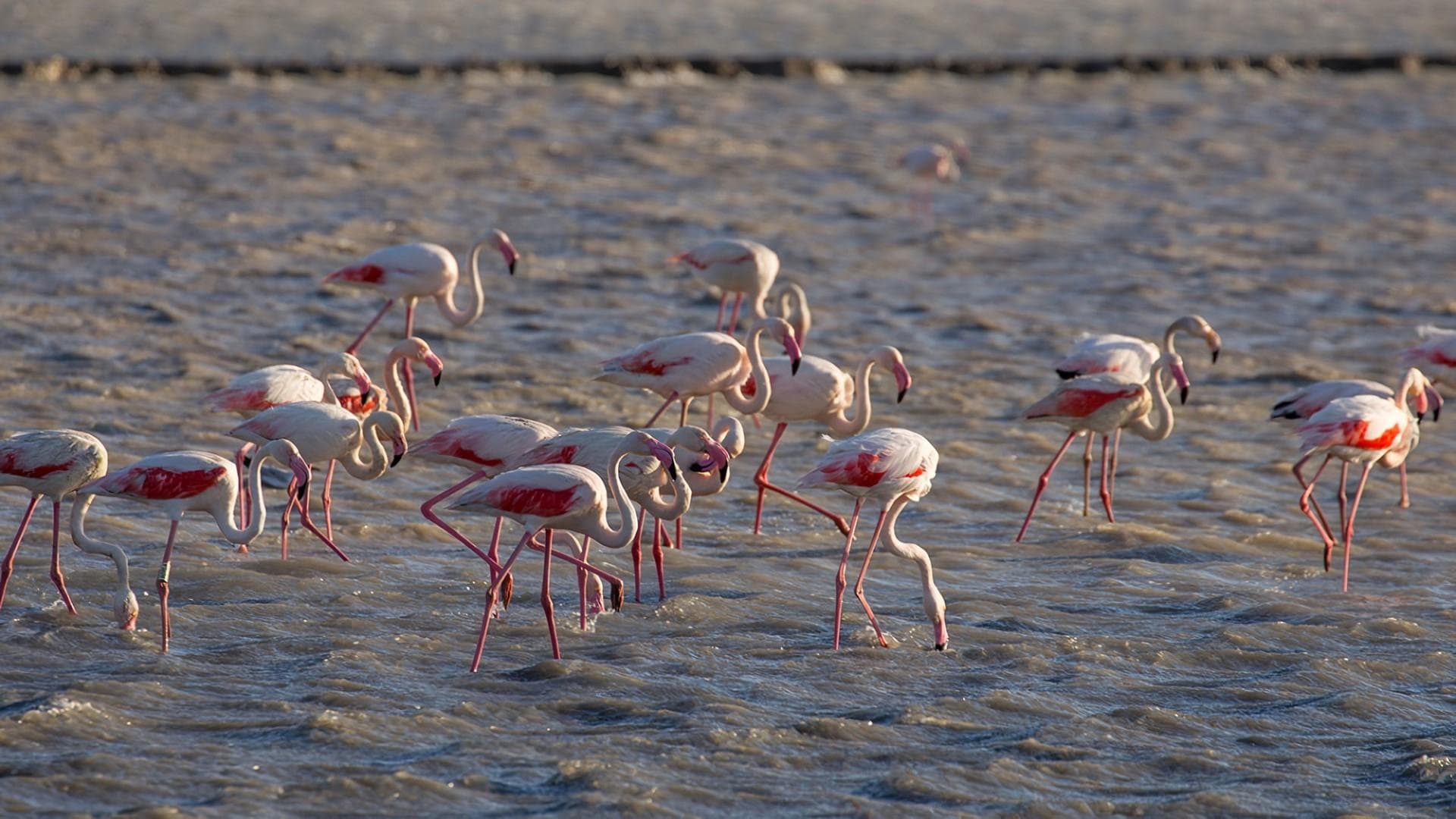 The Camargue
