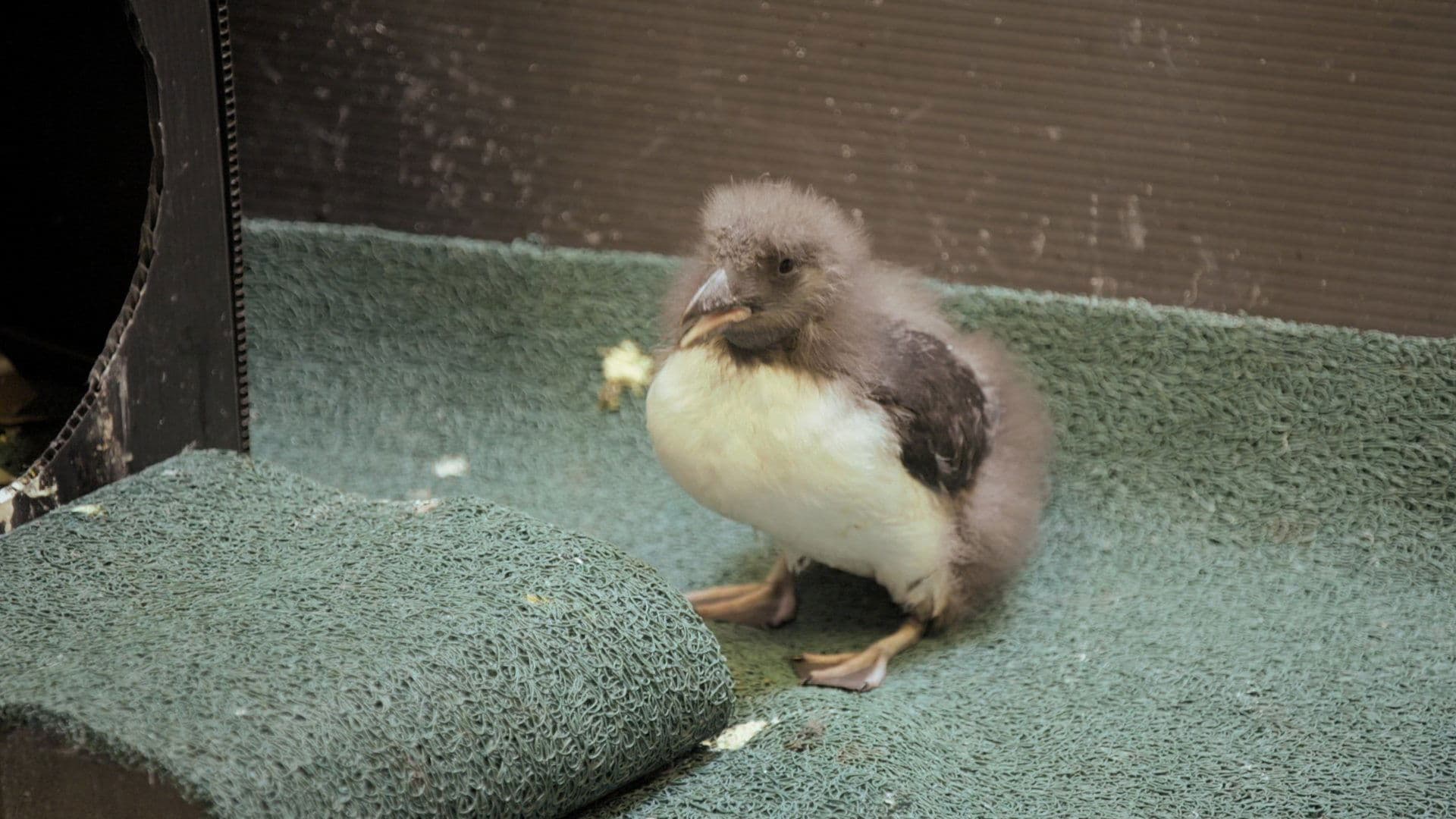 Puffin But Trouble