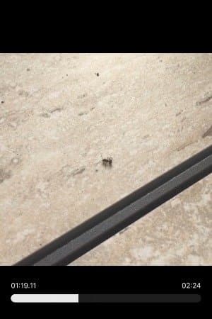 Random Ant