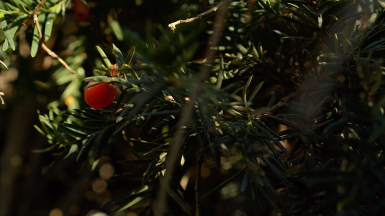 À nos jardins