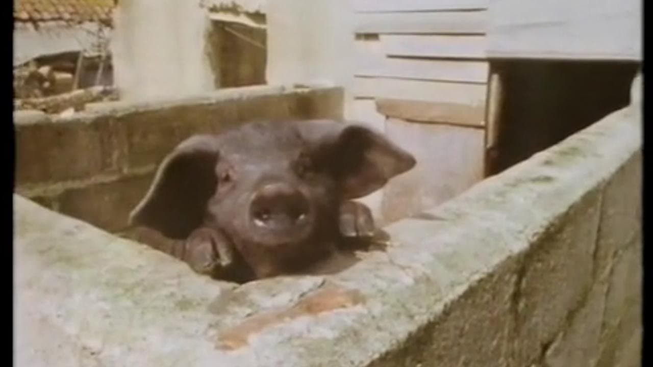 The Truth About Porkies