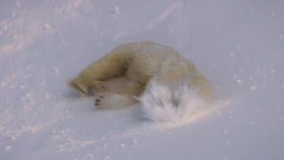 Arctic