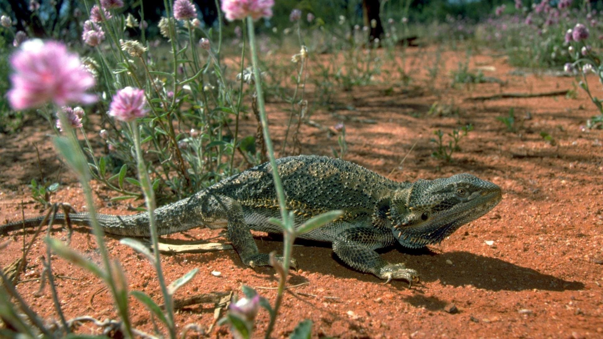 Lizards of Oz