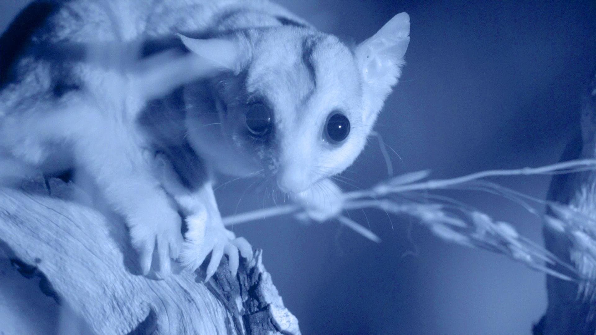 Possum Power
