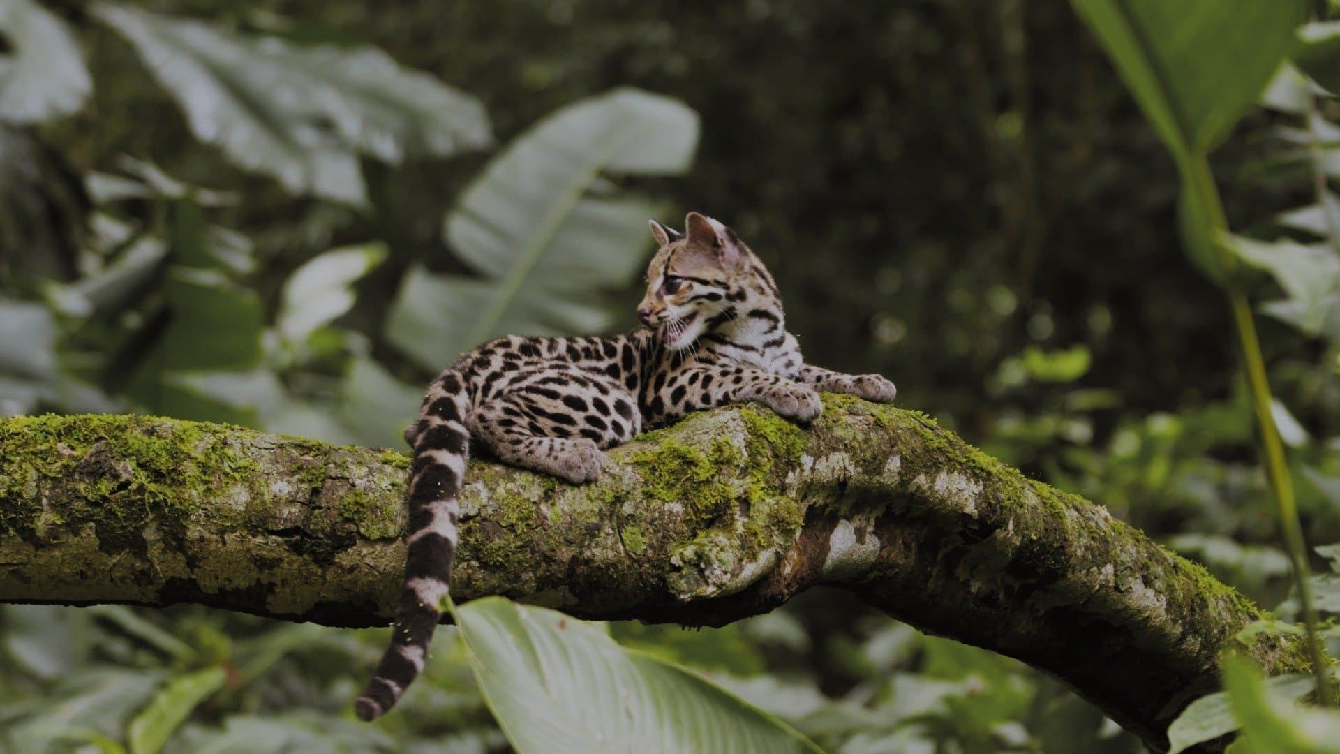 Amazon, Brazil