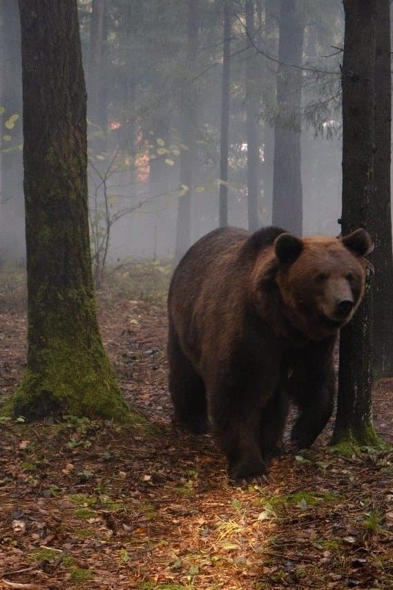 My Father is a Bear