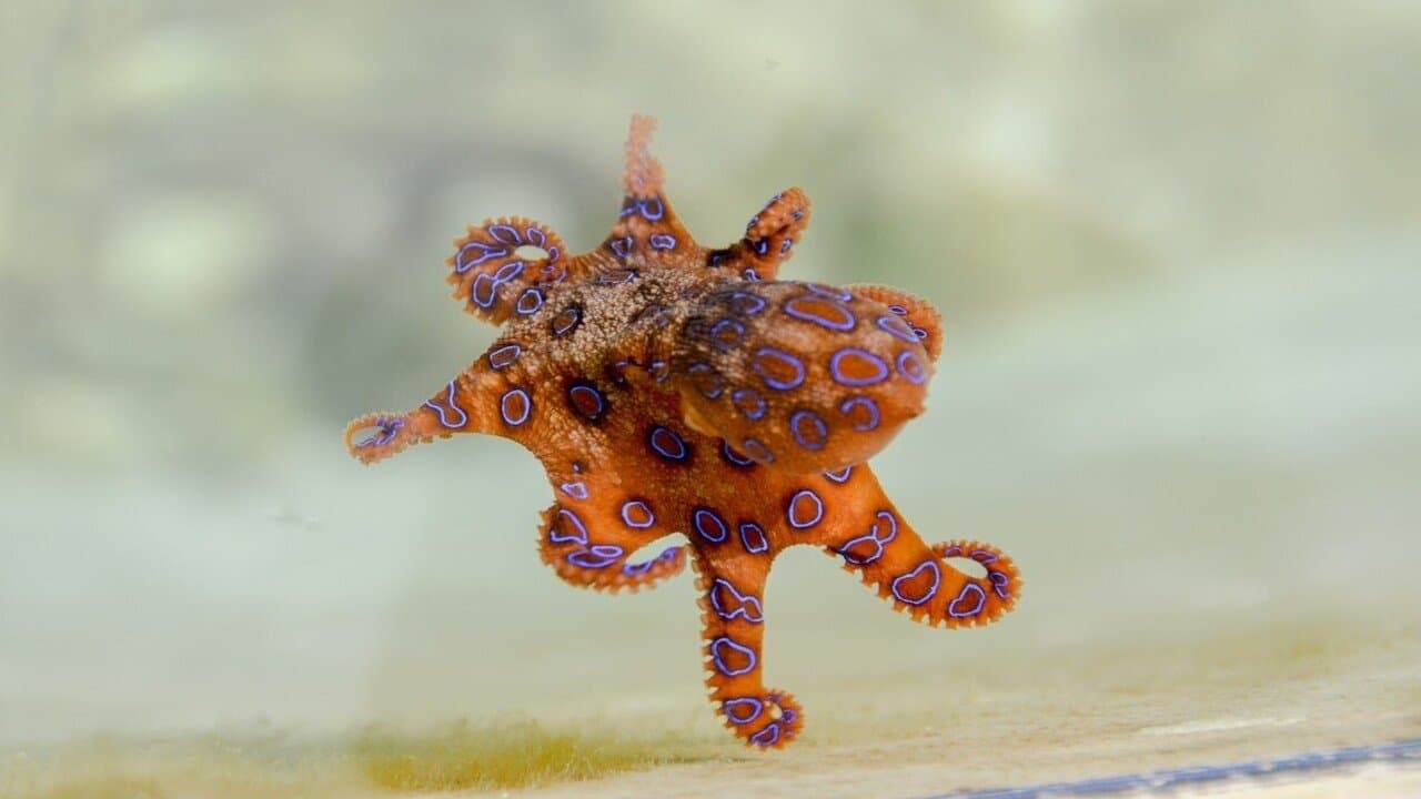 Australia's Deadliest