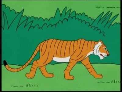 India - Tiger