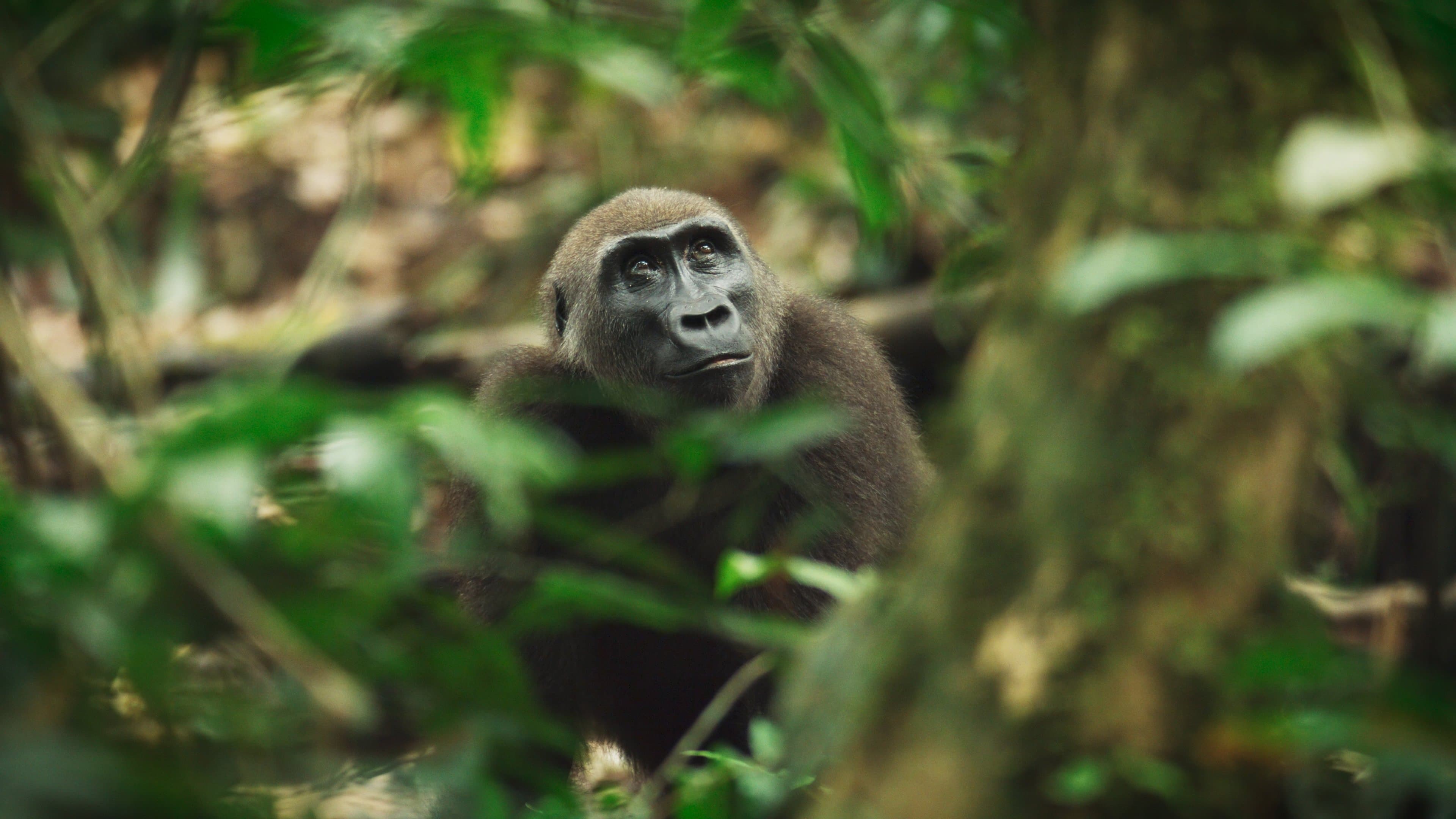 Gorillas