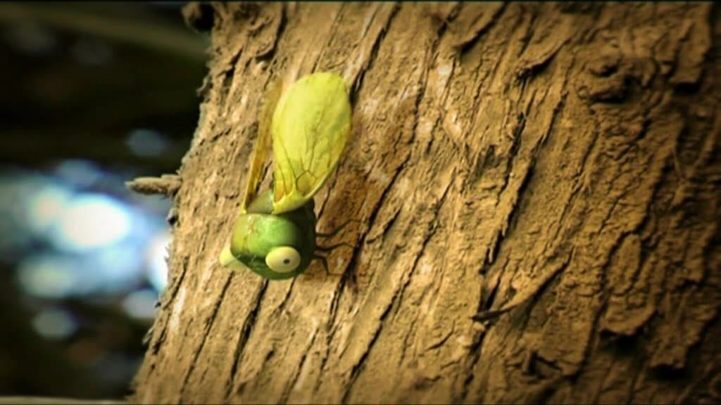 Cicada's Song