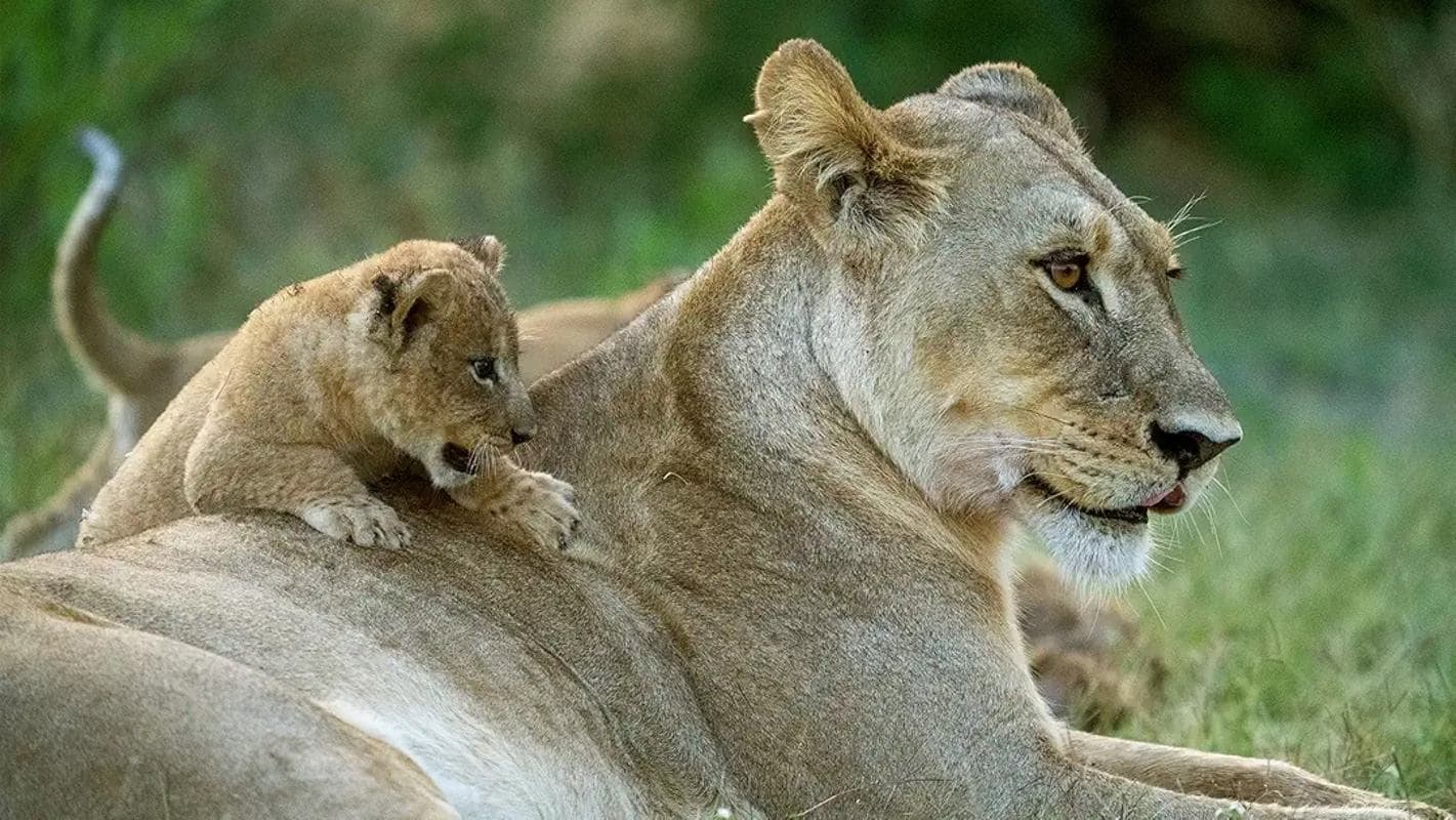 Big Cats, Small World