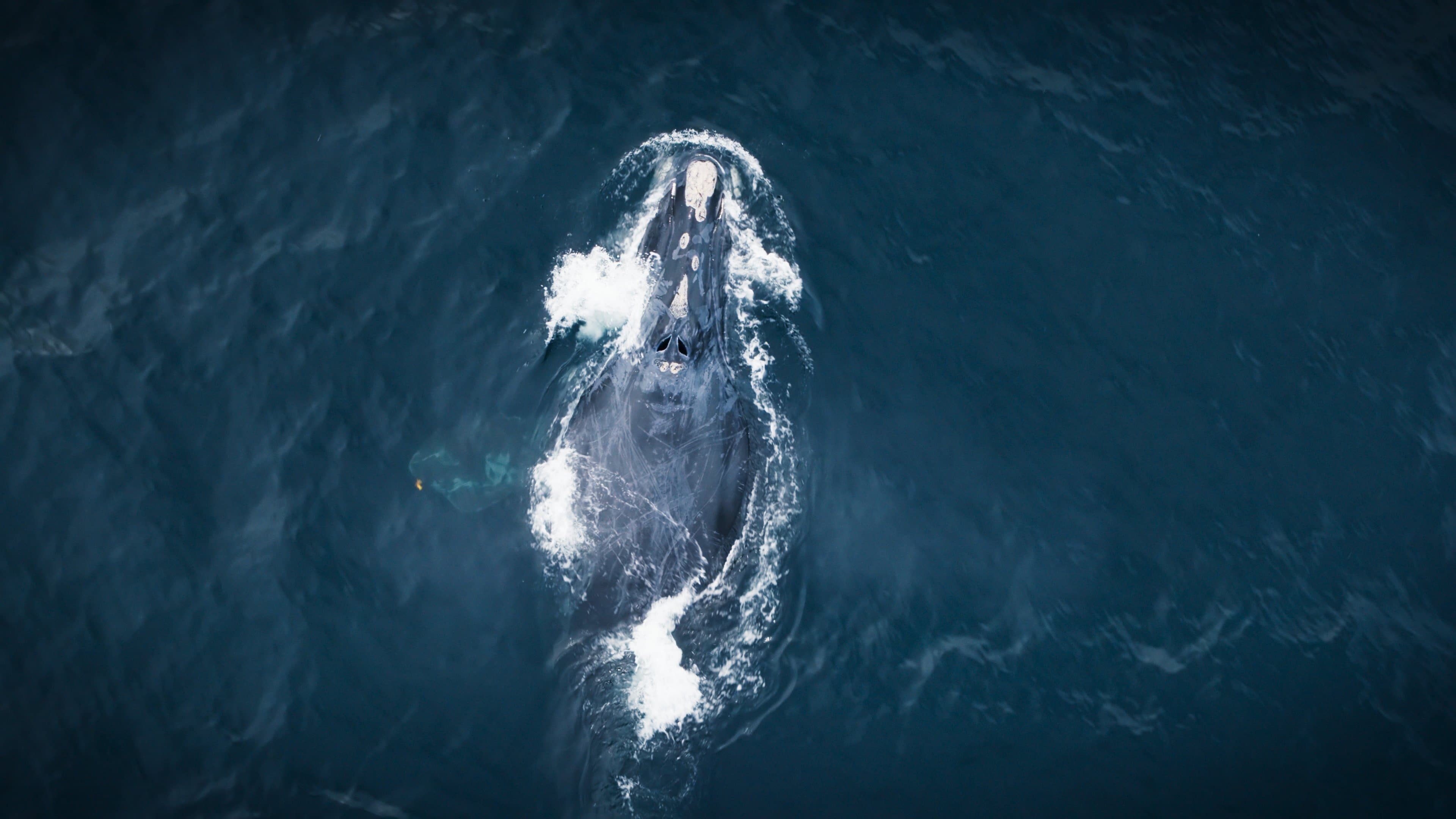Whales