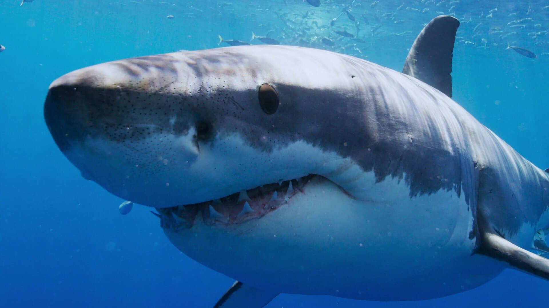 Chum and Get It!