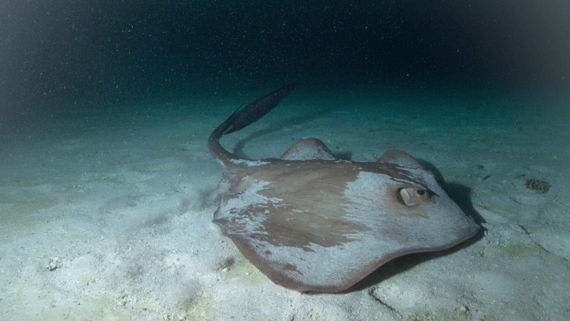 Sharks After Dark