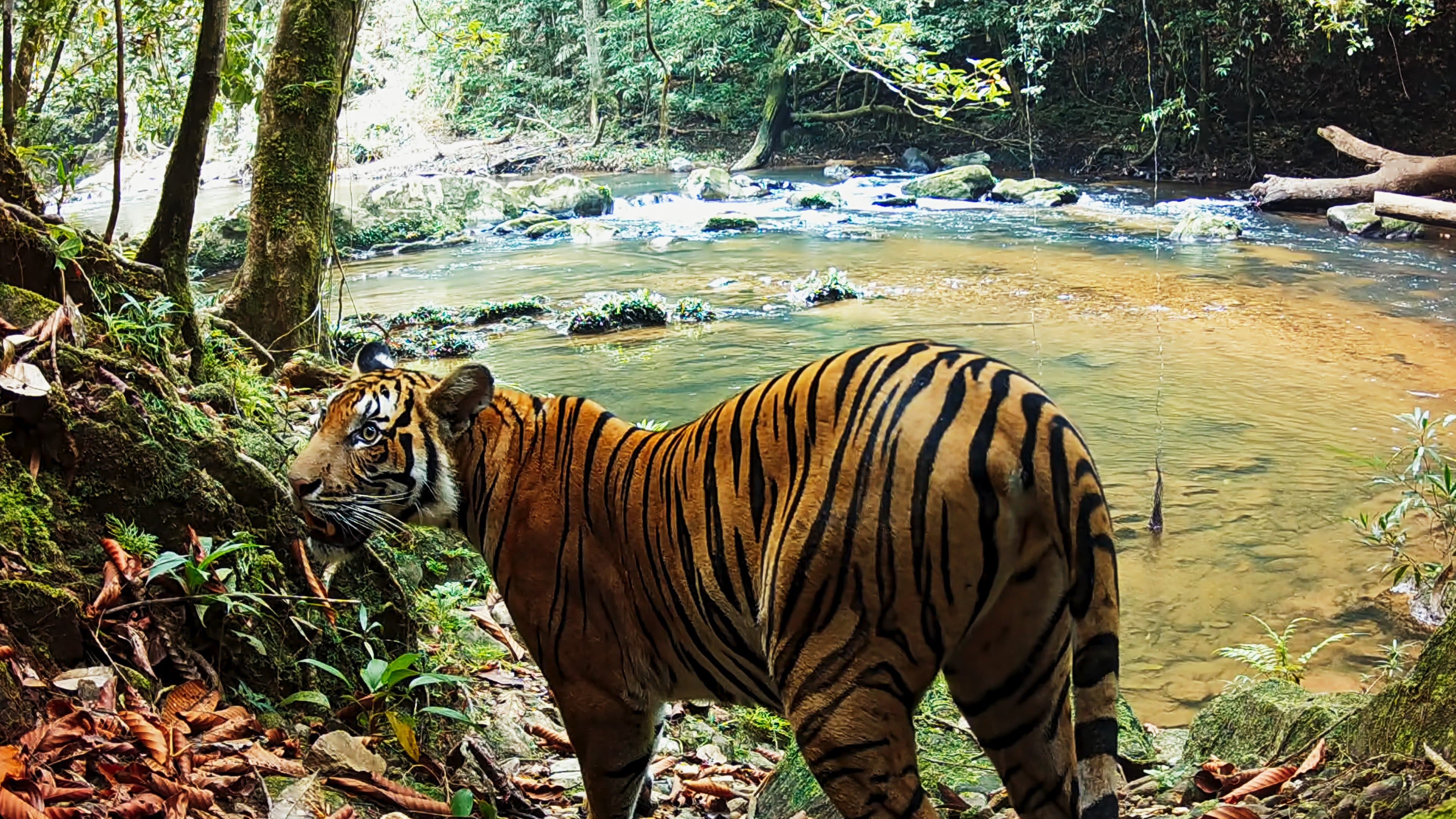Tigers