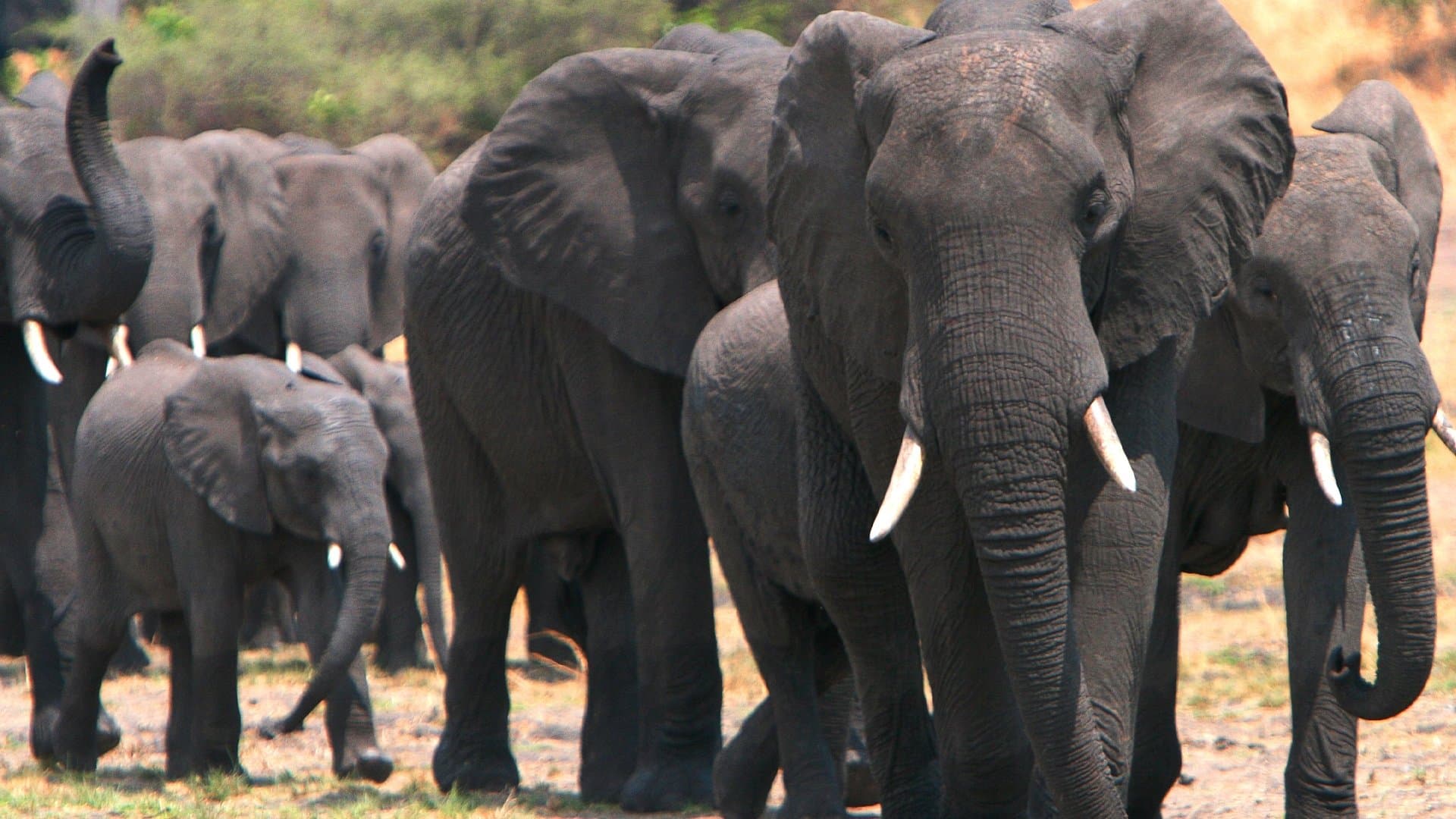 Elephants on the Run