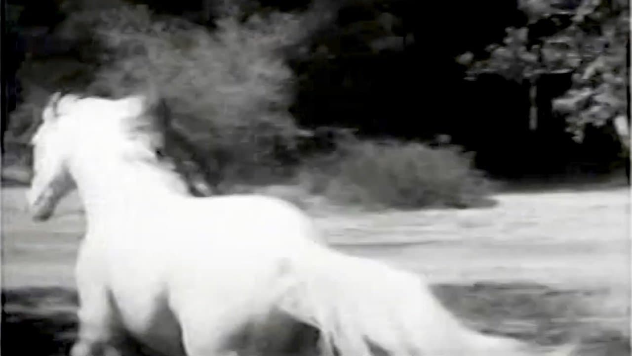 The Wild Stallion