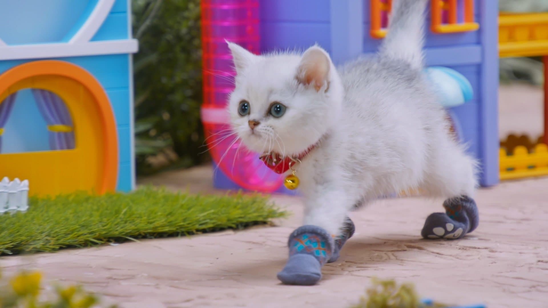Socks for Kittens