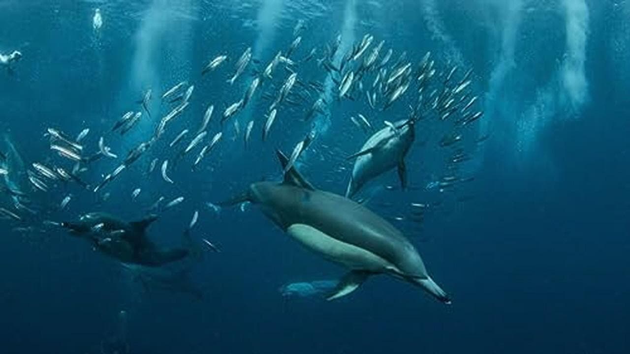 Supersmart Dolphins and Hungry Hyenas