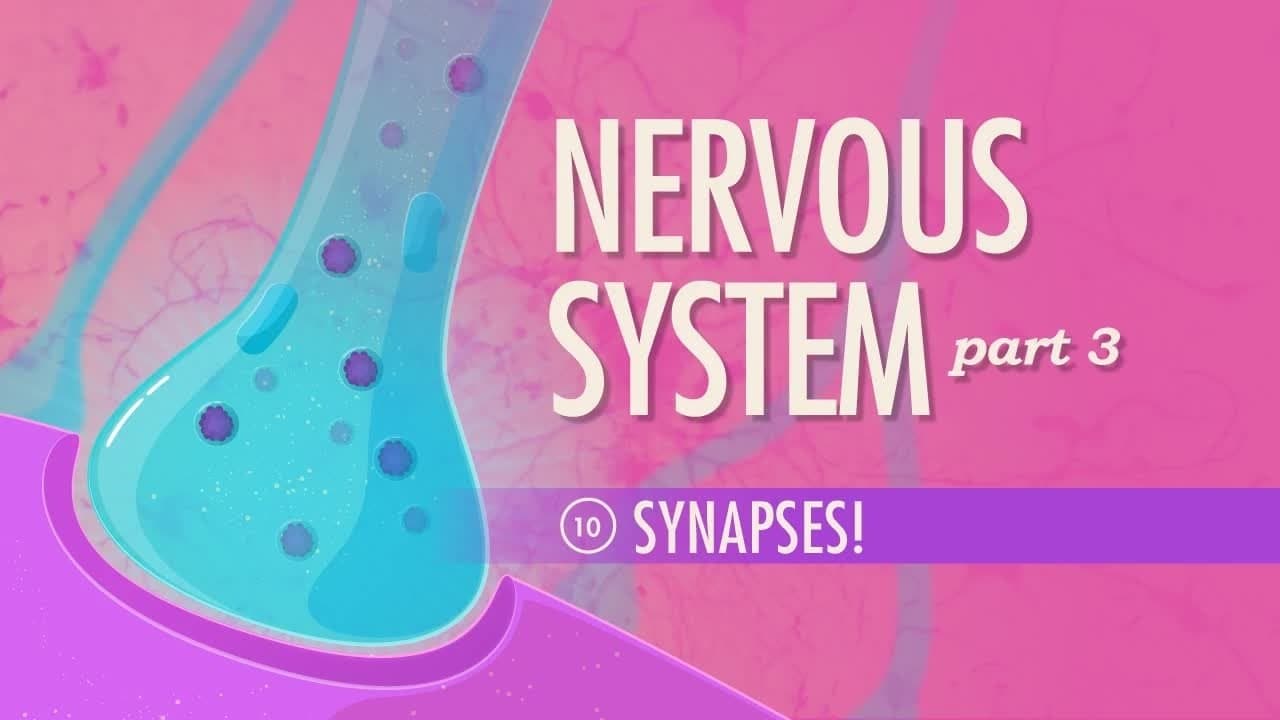 The Nervous System, Part 3 - Synapses!