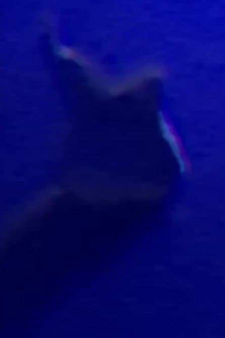 Tooth