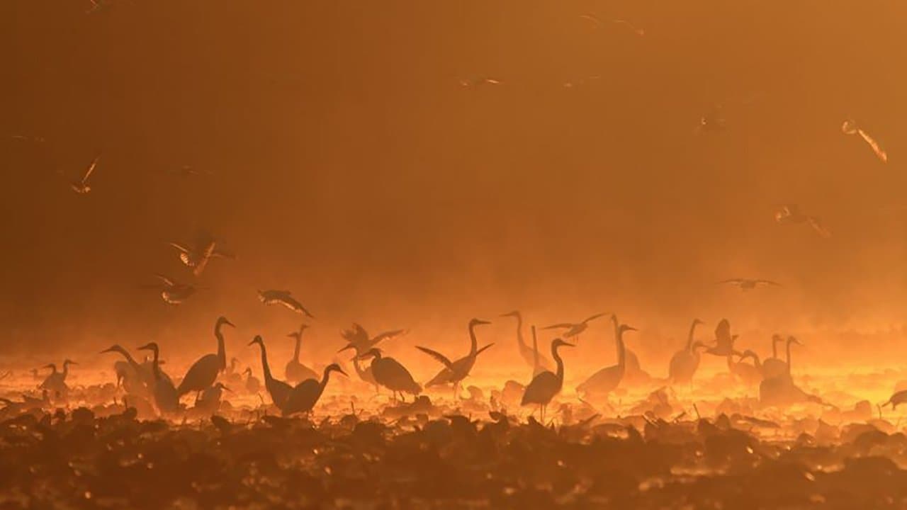 Gemenc – The World of Floodplains
