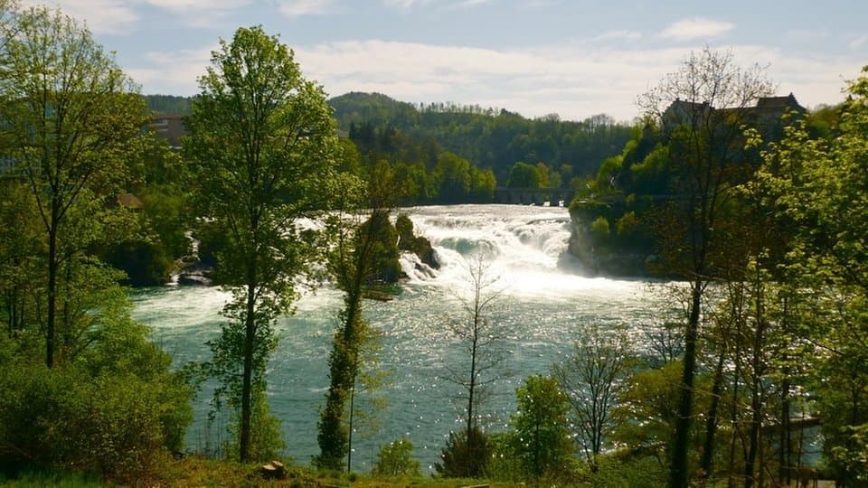 Der grüne Rhein