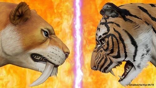 Smilodon VS Siberian Tiger