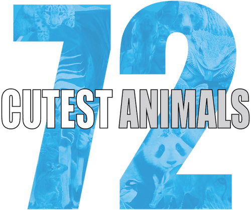 72 Cutest Animals