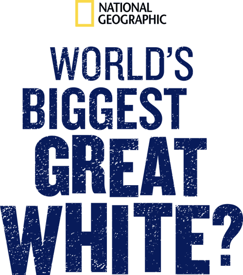 World's Biggest Great White?
