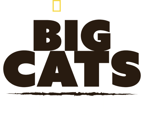 Big Cats: An Amazing Animal Family