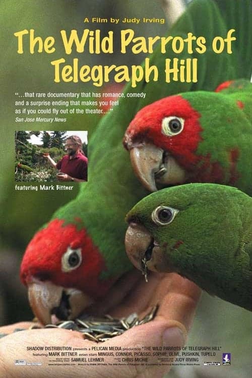 The Wild Parrots of Telegraph Hill