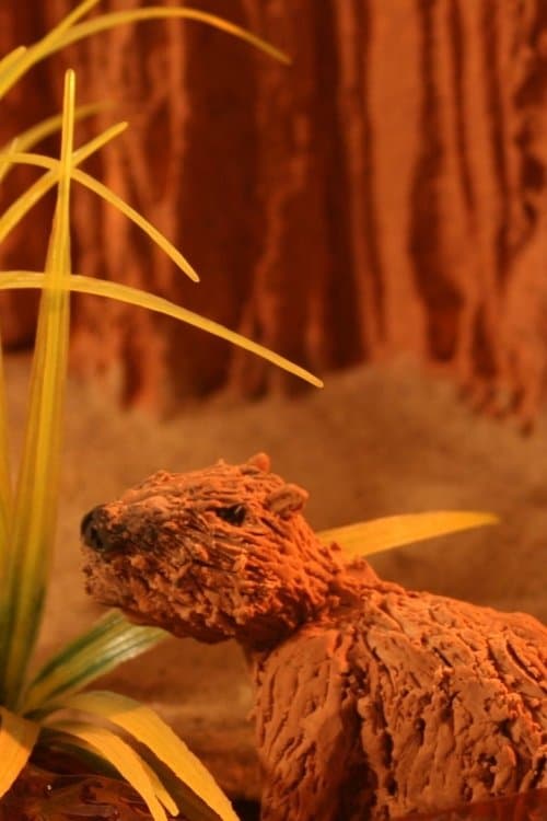Capibara