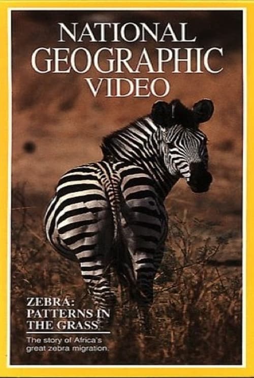 Zebras: Patterns in the Grass