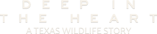 Deep in the Heart: A Texas Wildlife Story