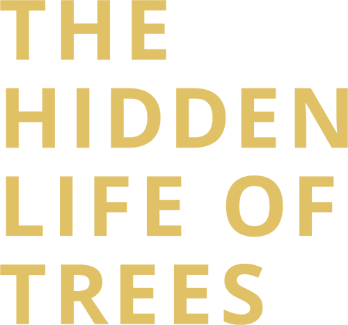 The Hidden Life of Trees