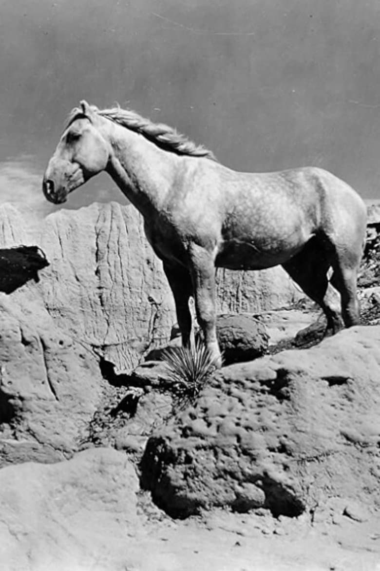 Fight of the Wild Stallions