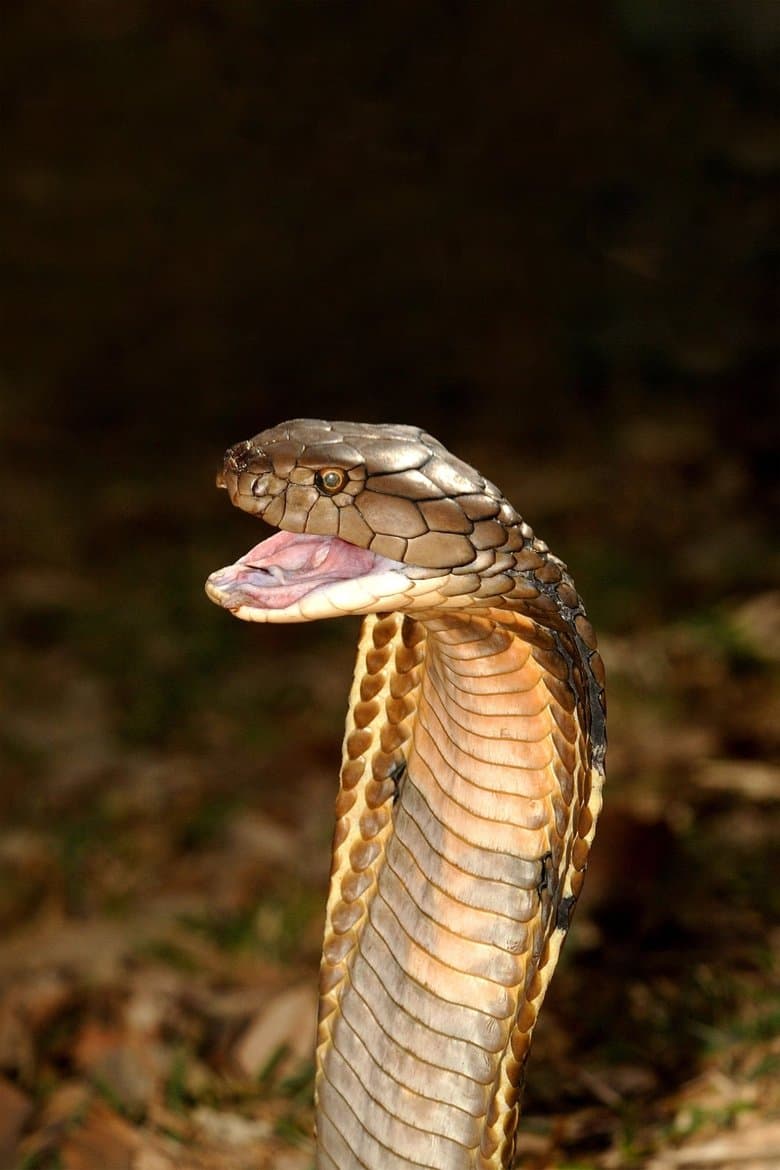 World's Deadliest Snakes