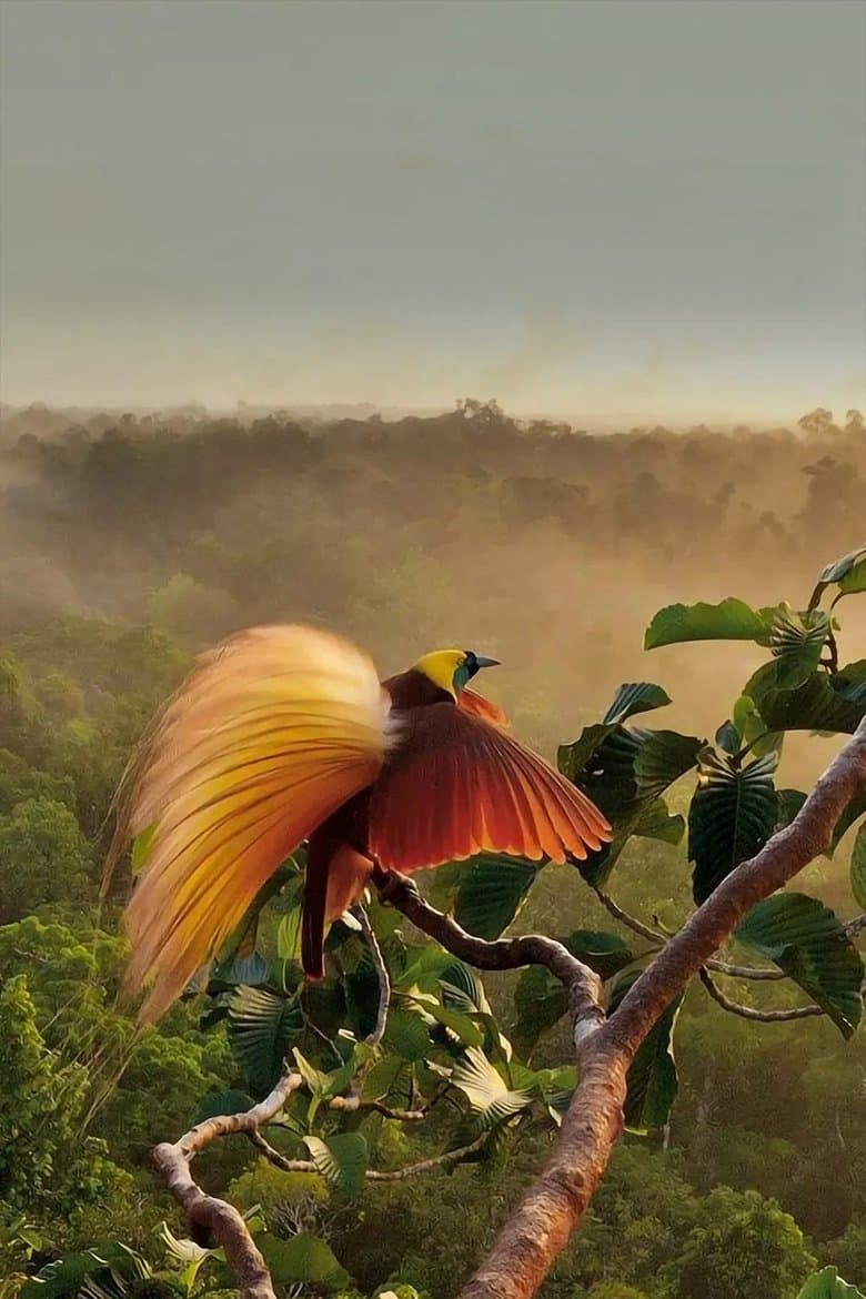 Attenborough's Paradise Birds