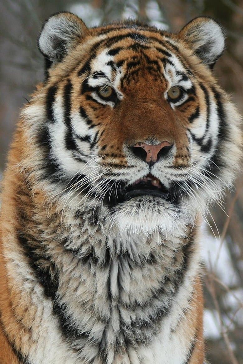 Operation Snow Tiger