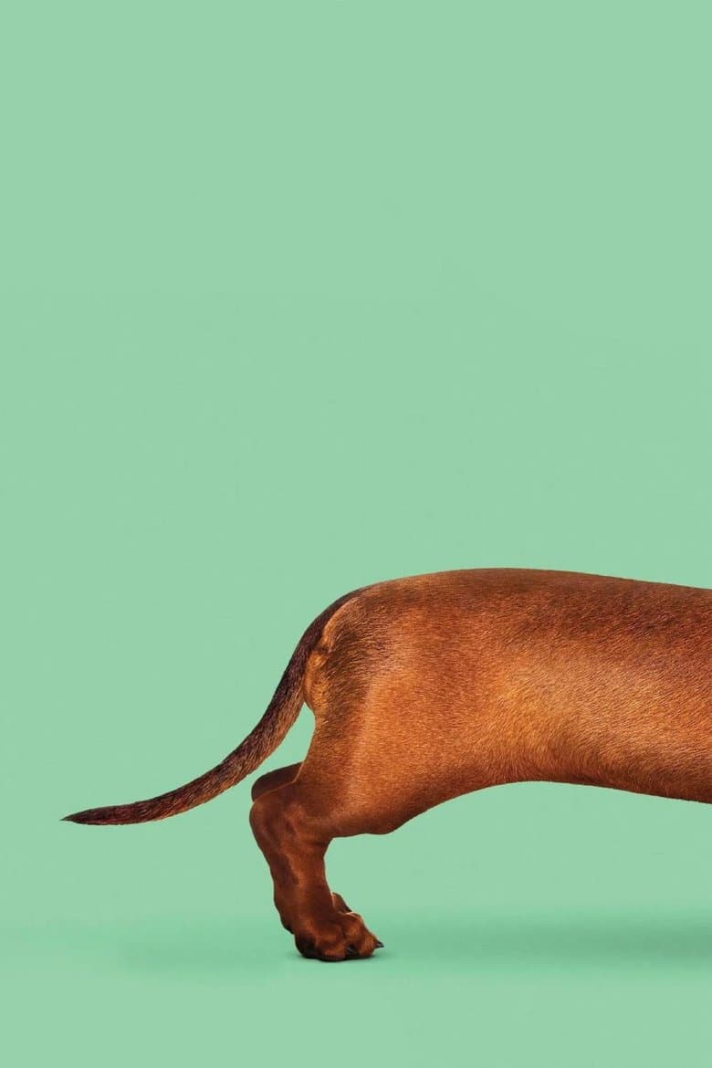 Wiener-Dog