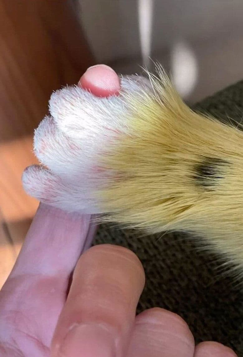 Marsupilami