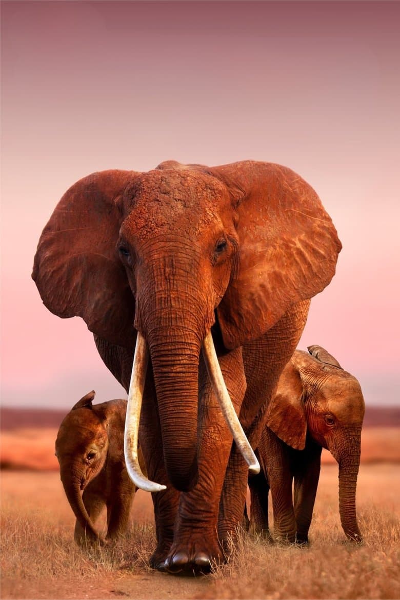 The Elephant Queen