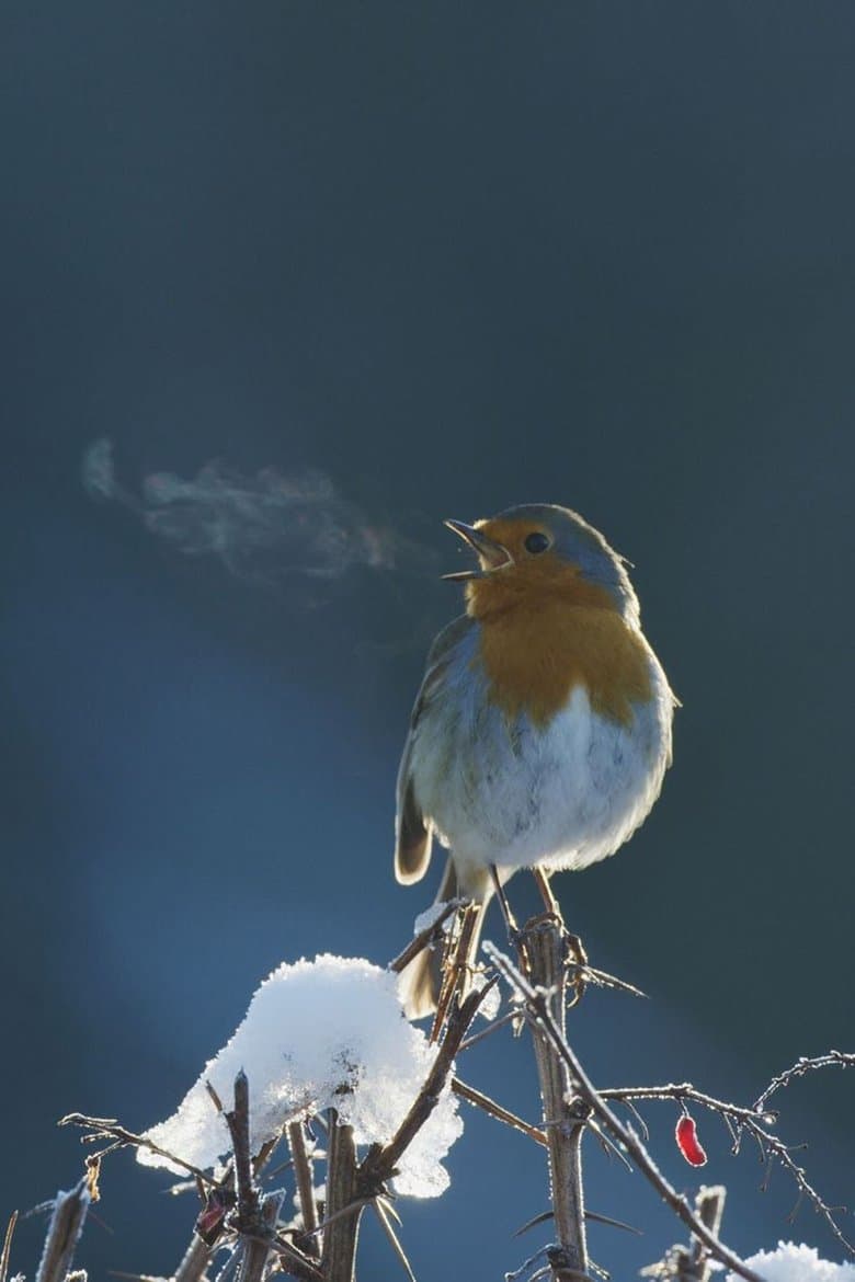 Attenborough's Wonder of Song