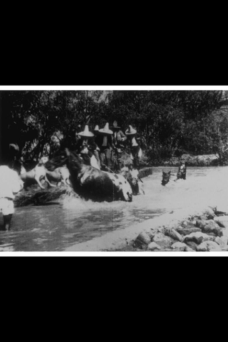 Horses Bathing