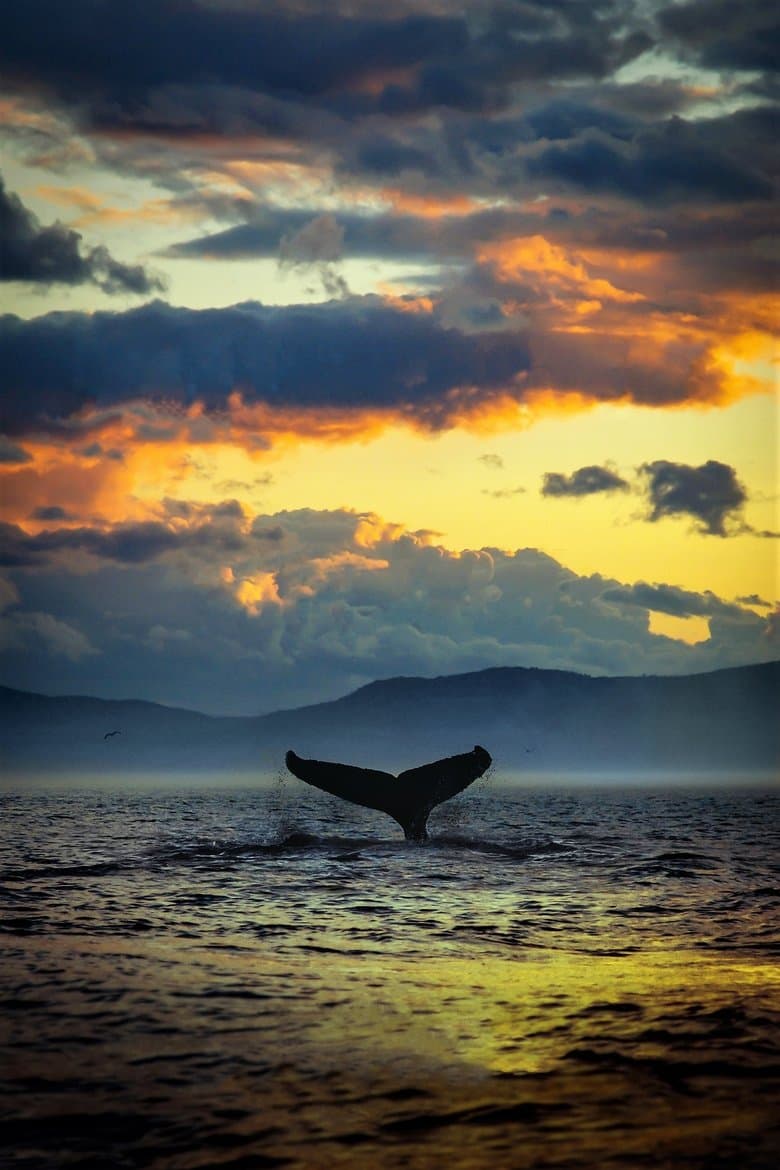 The Loneliest Whale: The Search for 52