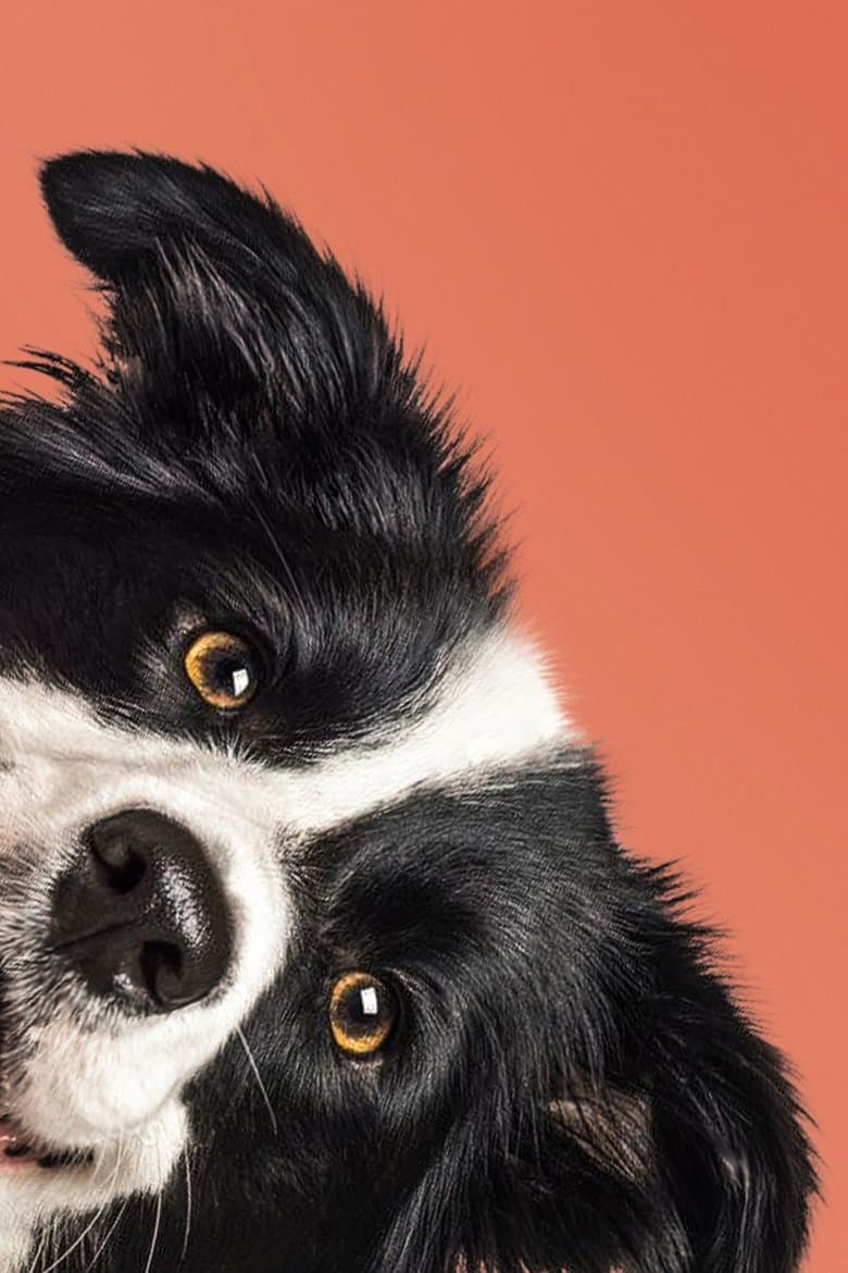 Say It Through the Dog